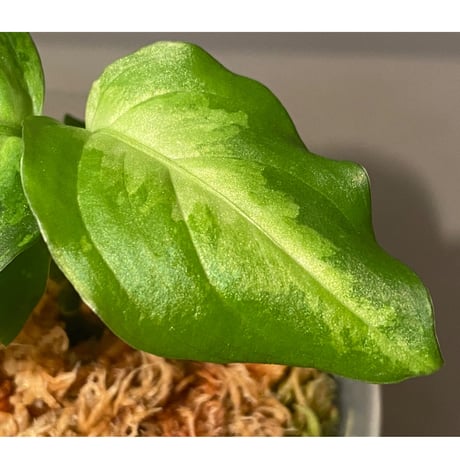 (本タグ付き) Aglaonema pictum " White-Devil" JCS from Pulau Nias [AZ0715-2]