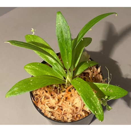 Schismatoglottis sp. "初霜錦" from Murung raya [LA0515-05]