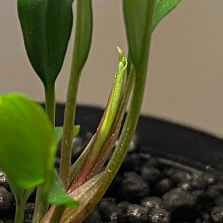 Bucephalandra sp. 黄緑 from Bukit Kelam Utara [AZ0611-14]
