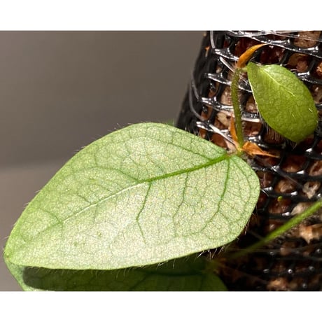 Ficus sp. from Murung raya [LA0515-05]
