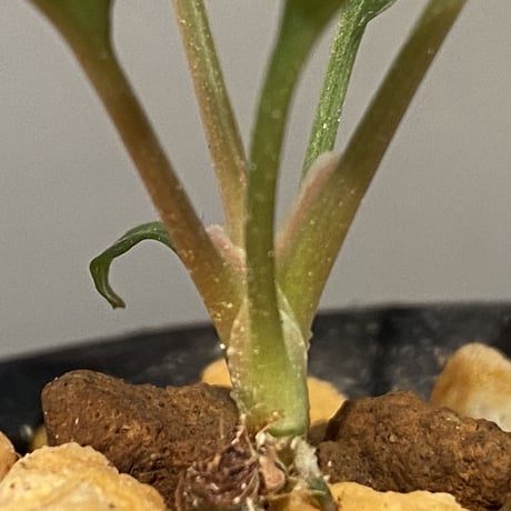 Homalomena sp. "Nanga pinoh" セミビロード Melawi Kal barat [TB]
