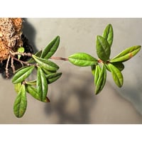 Agapetes cf. malipoensis from Sin Ho, Lai Chau Vietnam