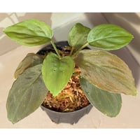 Homalomena sp. from Riau sumatera [LA0815-01] |