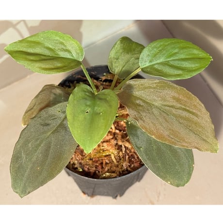 ホマロメナ | STORES