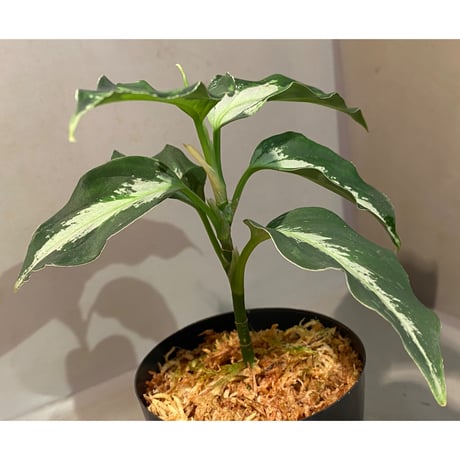 Aglaonema picutm "Phantom" WS from Padang [AZ0914-2b]