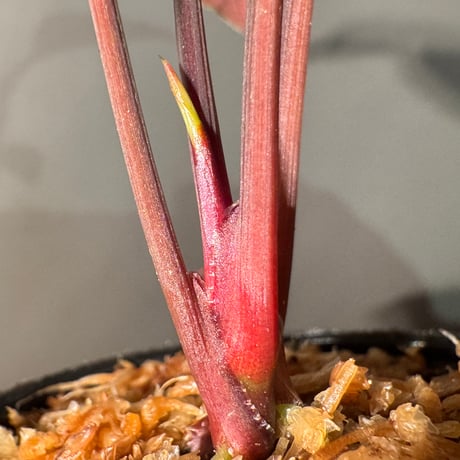 Homalomena sp. from Sarawak Borneo [KSB]