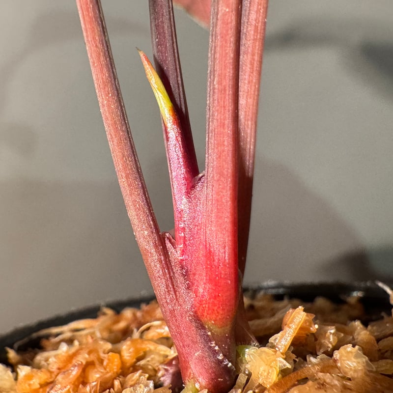 Homalomena sp. from Sarawak Borneo [KSB] | M・R・G・R