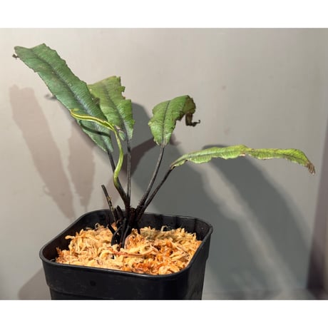 Asplenium sp. from Sulawesi ②