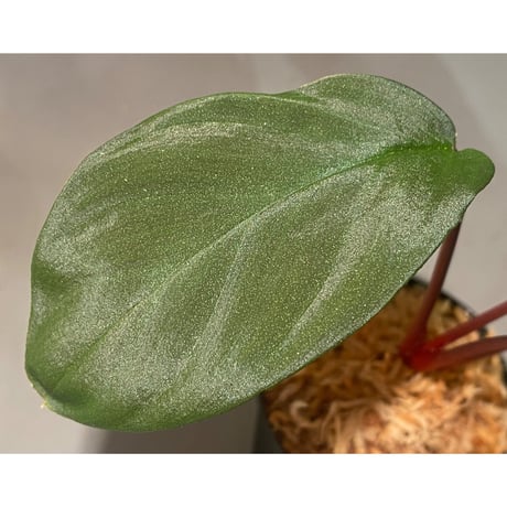Homalomena cf. humilis from Sumatera Barat [LA0719-02]