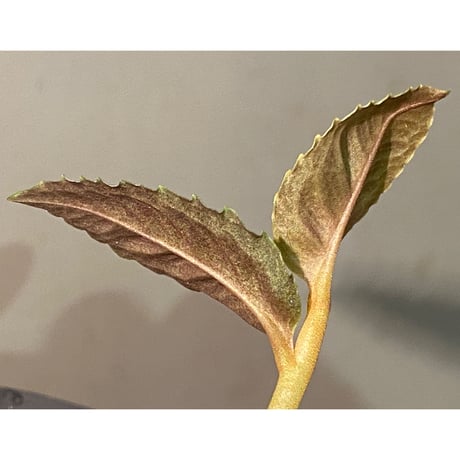 Ardisia sp. from Aceh Selatan [HW0816-03]