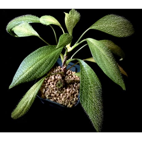 Homalomena hasei "狐尾" from Aceh sumatera [LA0616-04]