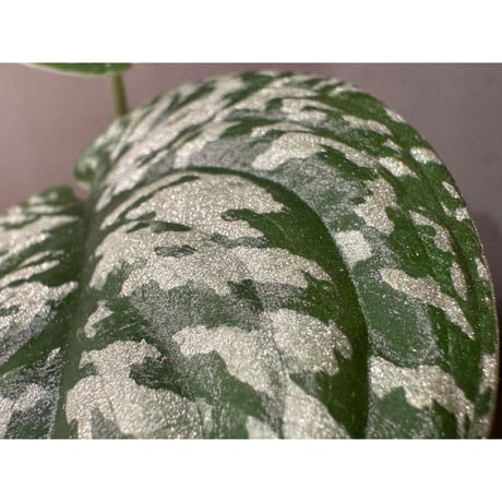 Scindapsus pictus "Gn.Saran" Alt. 1000m-1500m, Kalimantan barat [2020.p105.WPR] TB