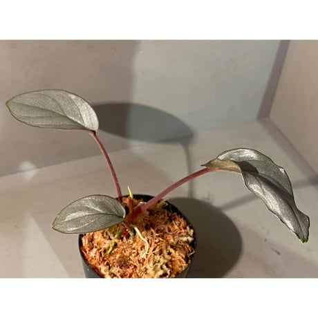 Homalomena sp. "Platinum Velvet" from Kepulauan Riau [KN]②