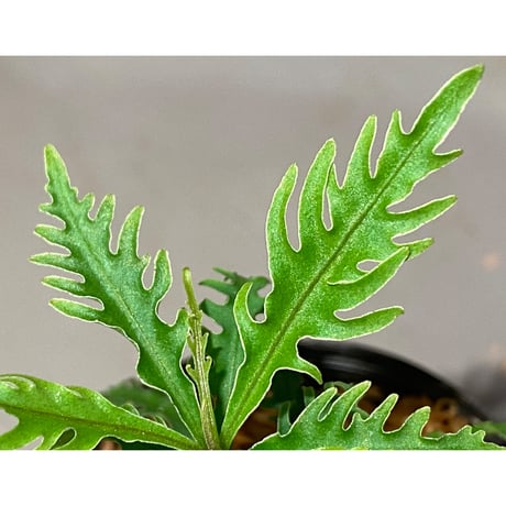 Labisia sp. "Serawai" Kalimantan barat [TB]