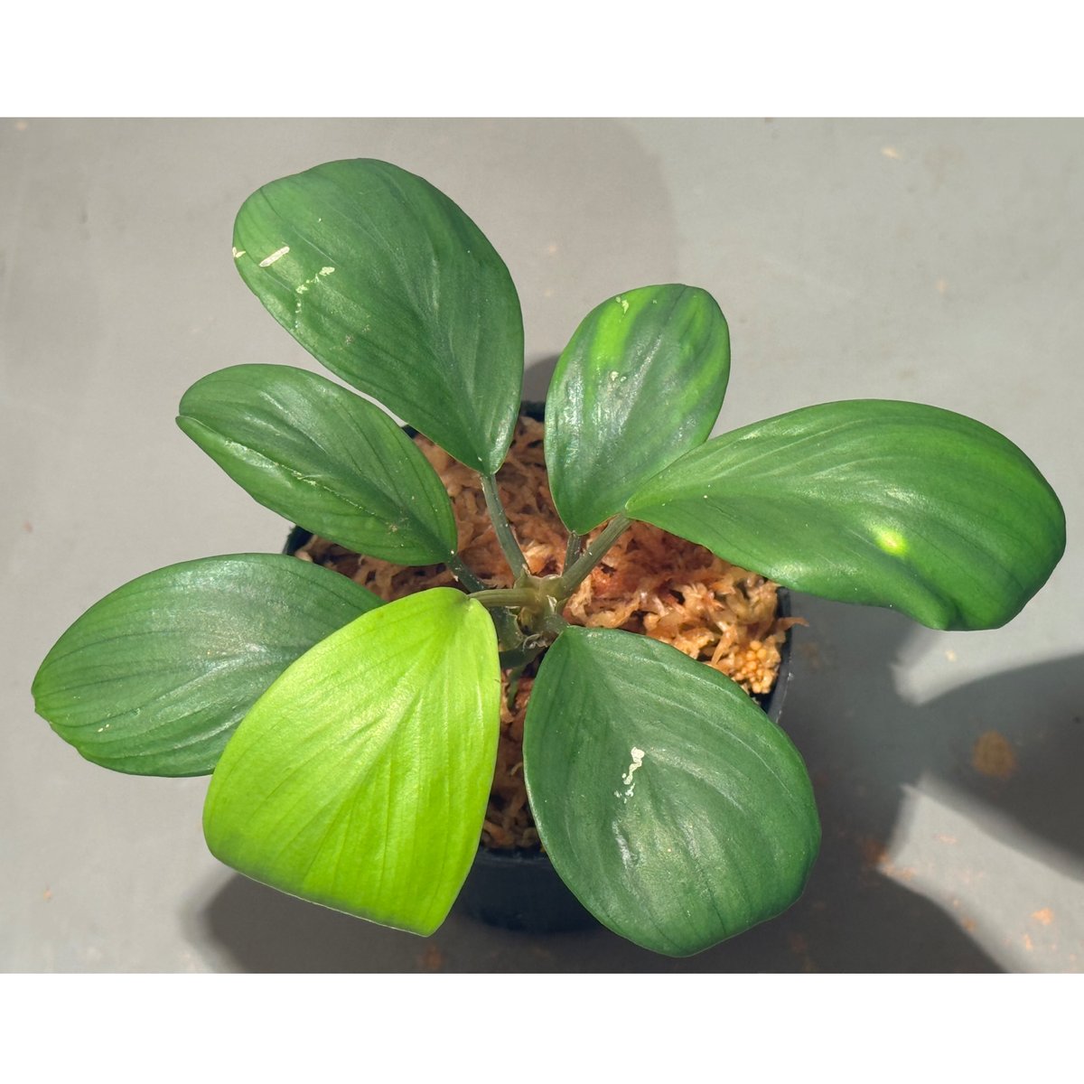 Homalomena sp. 