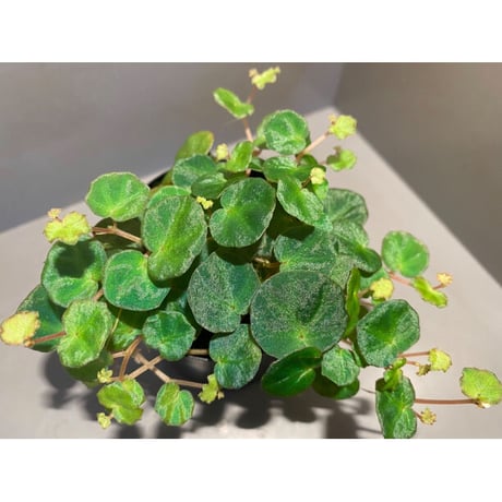 Begonia lichenora (sp.Mini) from Kalimantan Sarawak border [LA]