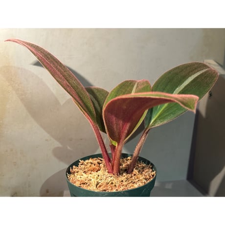 (大株) Siderasis fuscata