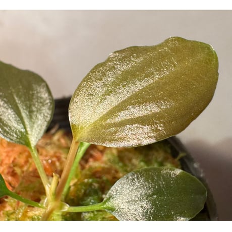 Homalomena sp."赤鉄鉱” from Kepulauan Riau [SGP import] KZT