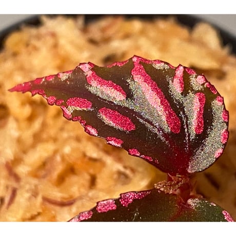 Begonia sp. ぼっち株 from Julau [R1214-01b]