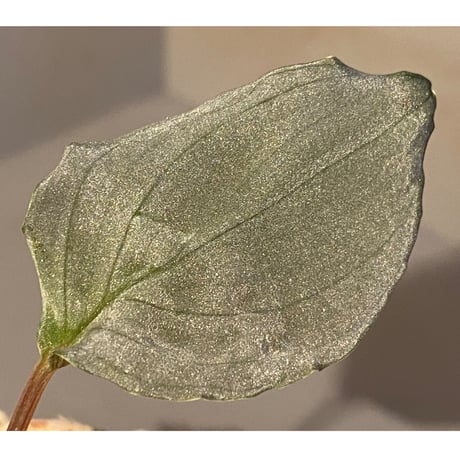 Homalomena sp. "Pink Velvet" from Kepulauan Riau [KN]