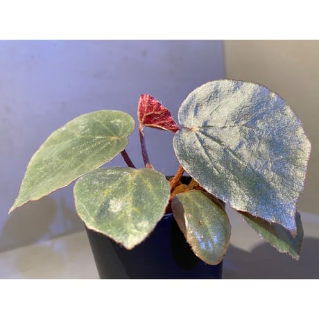 Begonia sp. f1 from Sumatera [NT ORCHID]