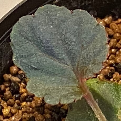 Begonia sp. from Tuyen Quang [YH1117] TK