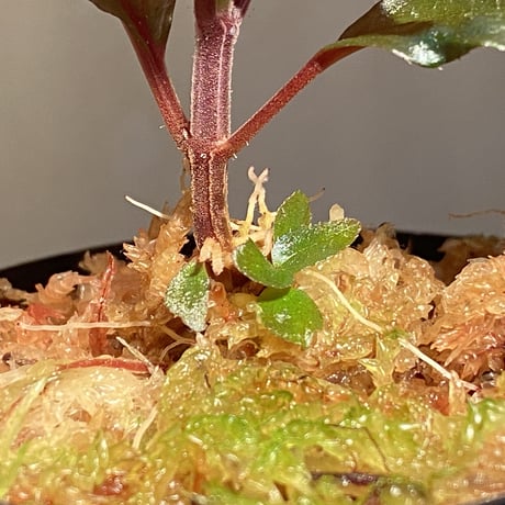 Sonerila sp. wf1 from Phang Nga Thailand [KZT]