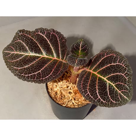 Pearcea hypocyrtiflora from Rio Napo Ecuador [tanakay] 赤葉脈