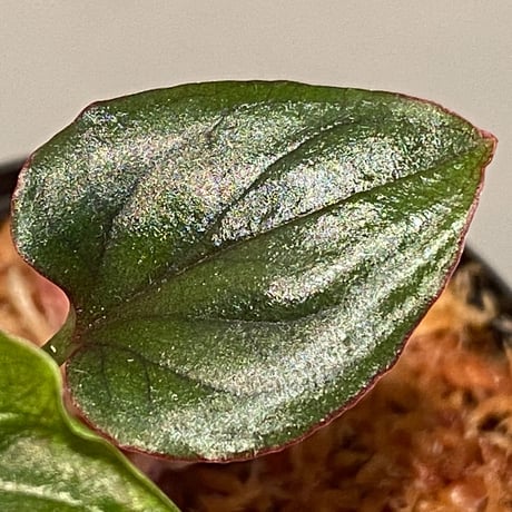 Syngonium sp. from Choco Colombia [tamakay]