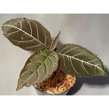 Ardisia gigantifolia [LA]