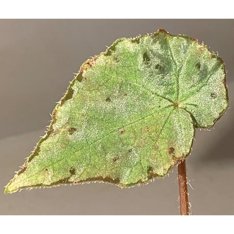 Begonia sp. from Vietnam