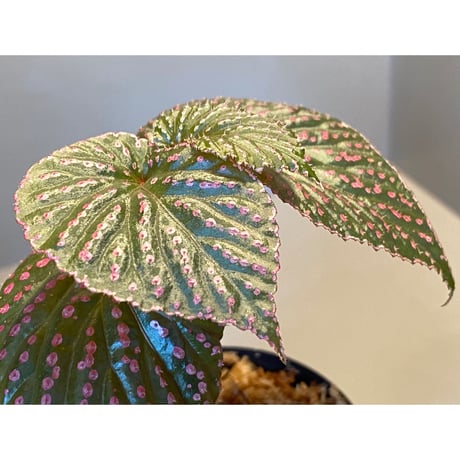 Begonia sp. from Saripoi [LA0813-2]