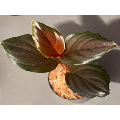 Rhodospatha sp. from Ecuador [tanakay]