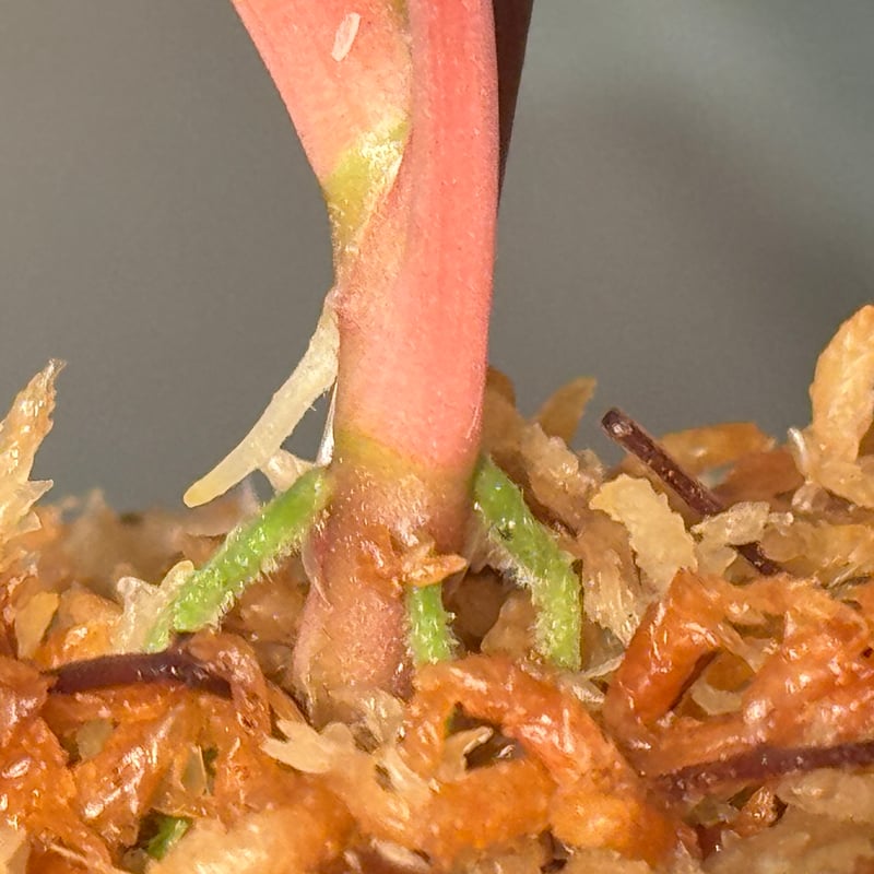 ホマロメナ sp. \"Red leaf\" AZタグ付き ホマロメナsp.“Red leaf”from Kalbar 【AZ0823-2】 - 熱帯魚のmishima