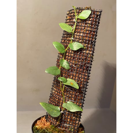 Ficus sp. from Murung raya [LA0515-05]