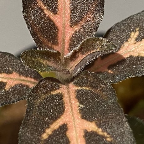 Aphelandra maculata Madre de Dios [LA1017-02]