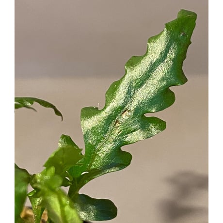 Bolbitis sinuosa from Philippines