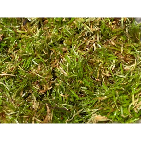 Moss from Ipoh State Malaysia