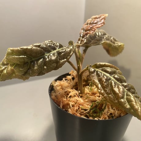 Ardisia sp. from Bengkulu [LA0315-1]
