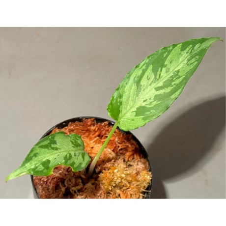 Borneoa scortechinii (旧 Schismatoglottis scortechinii) ①