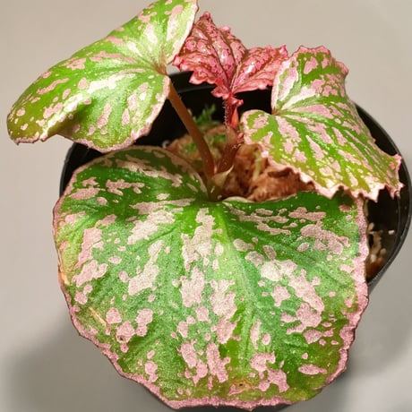 Begonia sp . from "Kayulapis" Kal-barat [TB]