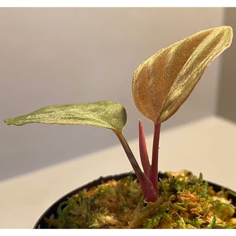 Homalomena sp. from Solok sumatera [LA0315-2]