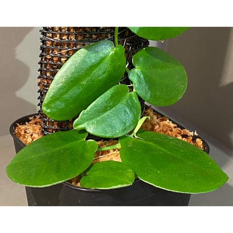 Rhaphidophora sp. "Kayulapis" Kalimantan barat [TB]