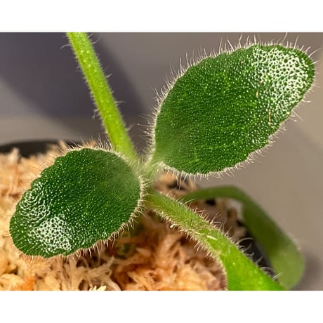 Primulina dryas from South China