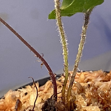 Quercifilix zeylanica from Sri Lanka