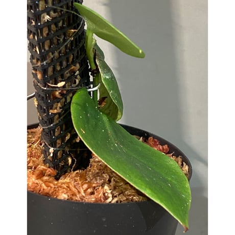 Philodendron sp. from Iquitos Peru [tanakay]