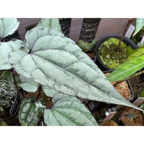 Cissus sp. "Padang" Sumatra barat [TB]