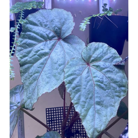 (大株) Begonia sp. from Na Hang ベトナム北部産 [TK]