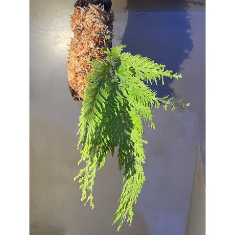 Selaginella sp. from Sangkhlaburi Kanchanaburi Thailand ②