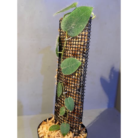 Ficus sp. from Selangor